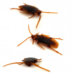 Baratas - pacote com 5 unidades