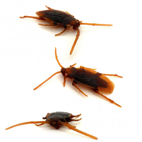 Baratas - pacote com 5 unidades